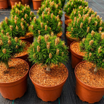 Borovica háčikovitá (Pinus uncinata) ´NANA´ - výška 15-25 cm, ⌀ 20-30 cm, kont. C5L